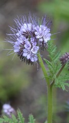 Fototapeta premium Lush landscape with a field of bright purple Phacelia tanacetifolia flowers