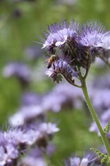 Fototapeta premium Close-up of a bee pollinating a cluster of vibrant purple Lacy Phacelia flowers