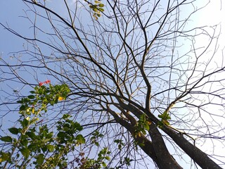 branches against sky