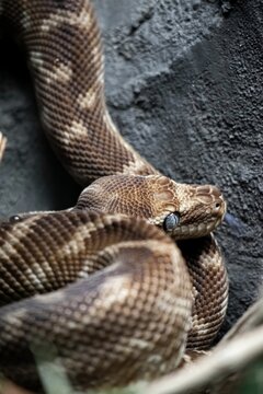 Coiled rough-scaled python (Morelia carinata) snake atop a grey stone