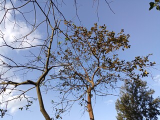 tree branches against blue sky