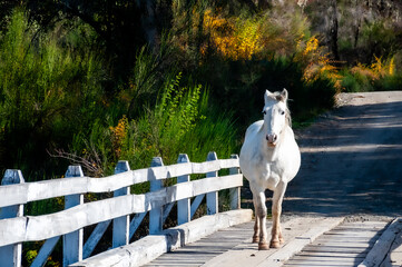 A white horse crossing a bridge over the Manso river
