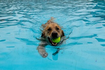 Playful labrador retriever dog splashing and playing with a yellow ball in a freshwater pool