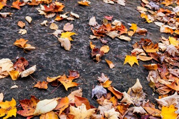 Scenic autumn landscape with vibrant autumn leaves scattered on the ground