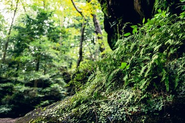 Scenic view of lush ferns growing in a forest