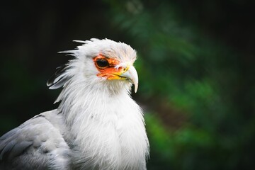 Closeup shot of a secretarybird standing in profile.