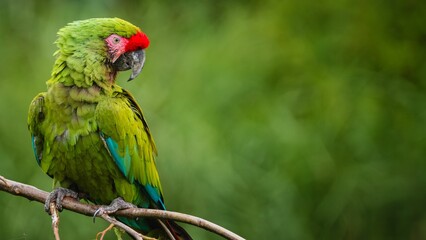 Vibrant green parrot perched atop a tree branch.