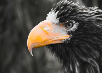 Closeup shot of an eagle's head.