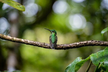 Fototapeta premium Vibrant hummingbird perched on a tree branch in a lush forest habitat.