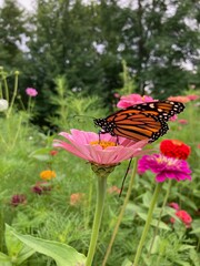 monarch butterfly on a flower