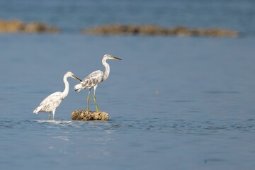 Selective focus shot of two great egrets (Ardea alba) in the lake