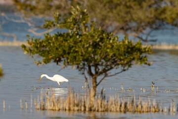Selective focus shot of great egret (Ardea alba) in the lake