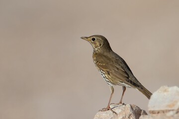 Selective focus shot of song thrush (Turdus philomelos) perched on a rock