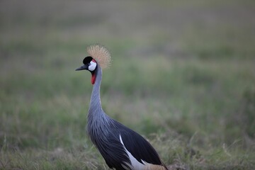 a blue grey and red bird is standing on the grass