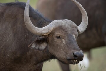Fototapeta premium Closeup shot of a buffalo with large horns stands in a green field