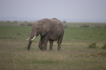 African elephants walking in a grassy landscape