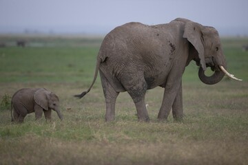 Fototapeta premium Family of African elephants walking in a grassy landscape