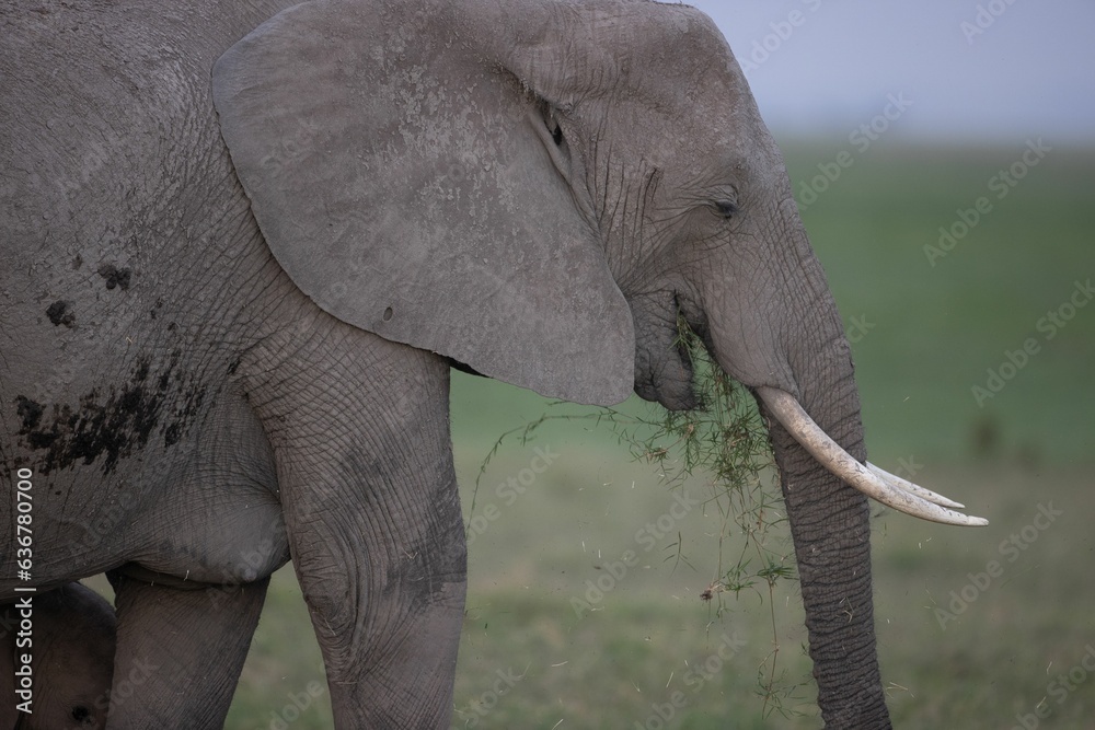 Poster African elephants walking in a grassy landscape