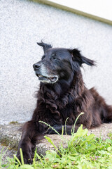 old black dog with gray beard sitting patiently on a porch of the house taking care of his beloved family 