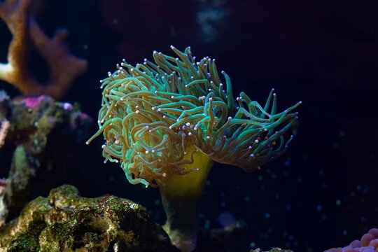 torch coral move long green tentacle in strong flow and hunt for plankton food, nano reef marine aquarium, popular pet for beginner grow in LED actinic blue light, beautiful live rock ecosystem