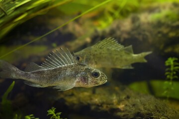 captive domesticated young Eurasian ruffe, careful and frightful wild small freshwater fish,...