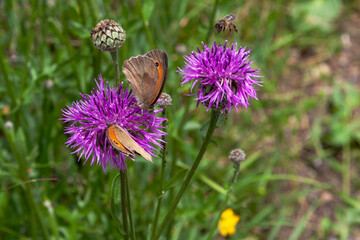 Butterflies on Brown Knapweed  flowers -  Geo Weg - Ziegelbrücke und Amden