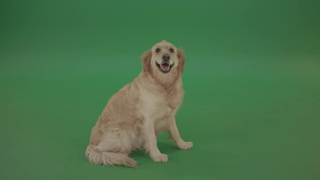 Full size Golden Retriever Dog siting isolated on green screen