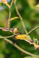 green rose hip fruit on the green branch, close up, autumn