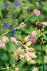 colorful flowers in the meadow and small red bug exploring them, spring to summer time in the forrest 