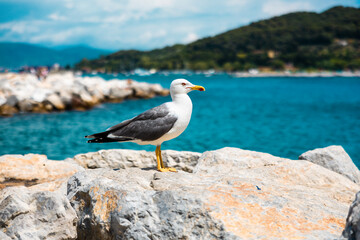Sommerliche K&uuml;stenlandschaft und M&ouml;wen an der Cinque Terre in Italien