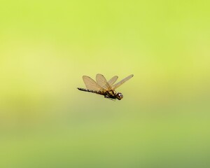 Closeup of a small dragonfly during a flight with a green blurry background