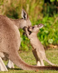 Fotobehang Vertical shot of a baby kangaroo holding its mum in a lush green on a sunny day © Brock Cook/Wirestock Creators