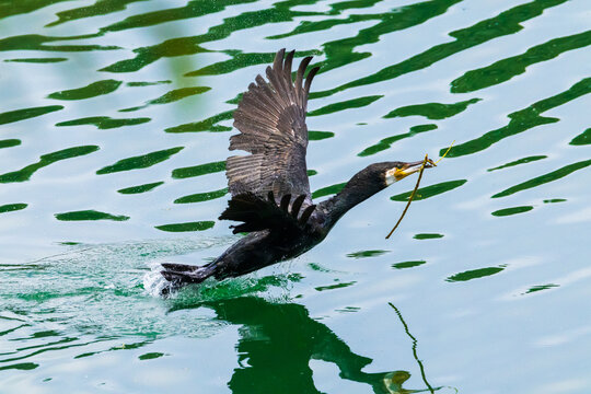 Ein Kormoran fischt &Auml;ste am See und fliegt zur&uuml;ck zum Nest