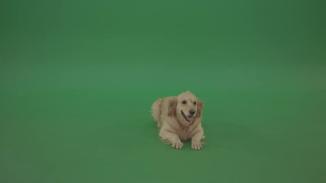 Golden Retriever dog lying isolated in green screen studio