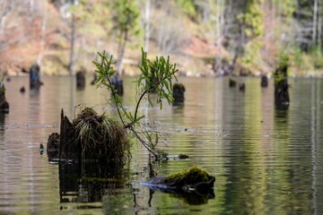 View of tree trunks in lake