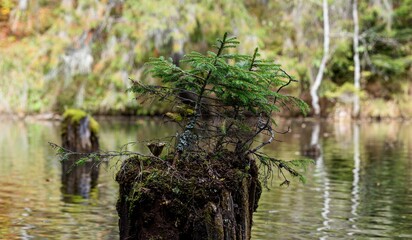 View of tree trunks in lake