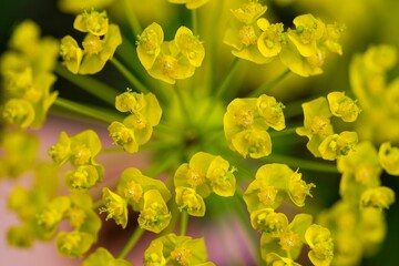 Close-up shot of a leafy spurge, its petals curling outward in an alluring spiral