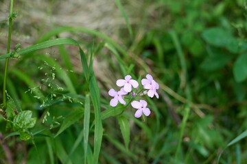 Dame's rocket blooms in the lush green grass beneath a majestic tree