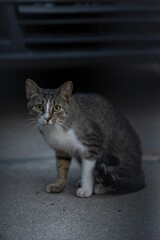 Gray tabby cat stares directly at the camera with a curious gaze