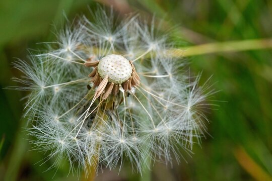 Close-up image of a white dandelion, in a natural outdoor environment