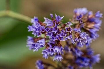 Closeup of a siempreviva flower (Limonium arboreum)