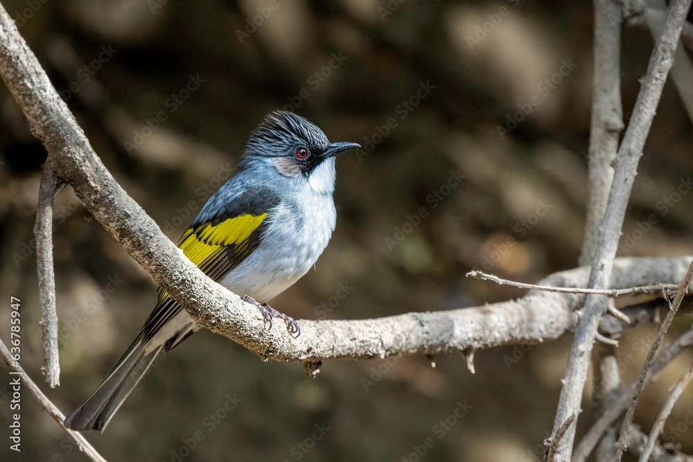 Canvas Prints Ashy Bulbul (scientific name Hemixos Flavala of the Pycnonotidae family) perched on a tree