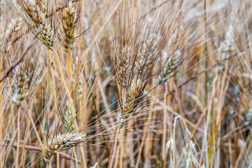 Fototapeta premium Closeup shot of dry golden brown wheat stalks growing on a field