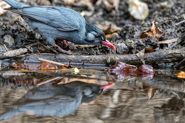 Obraz premium Himalayan Black Bulbul (Hypsipetes leucocephalus) perched atop a branch overlooking a tranquil river