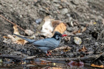 Himalayan Black Bulbul (Hypsipetes leucocephalus) perched atop a branch overlooking a tranquil river