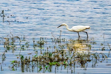 Closeup of a great egret perched on a shallow pond in the daylight