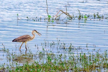Closeup of a great egret perched on a shallow pond in the daylight