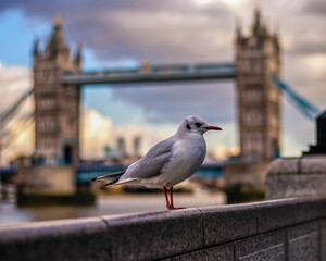 Small seagull perching on a stone wall in London