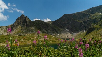 Landscape with verdant green fields and flowers in the Seven Rila lakes National Park in Bulgaria.