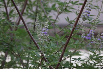 Scenic view of Chaste tree with vibrant, purple flowers cascading down